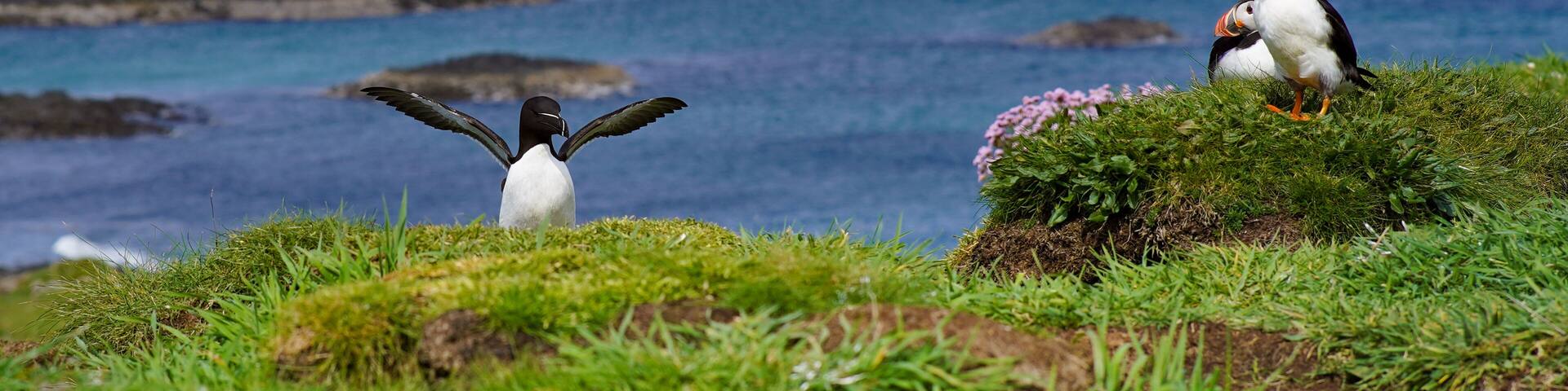 Atlantic puffin and Razorbill bird on the isle of Lunga in Scotland. Fratercula arctica bird and Alca torda bird on the Treshnish isles. Lunga is a small island of the coast of Mull.