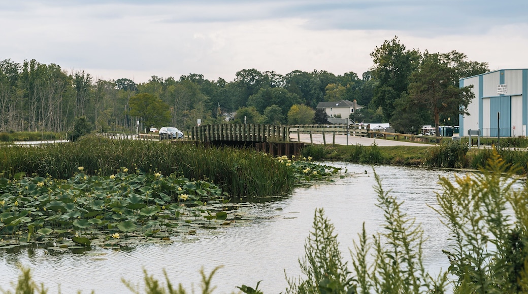 A pond with lily pads, a wooden bridge, and a building in the background.