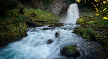 Sahalie Falls Waterfall - Willamette National Forest - Oregon