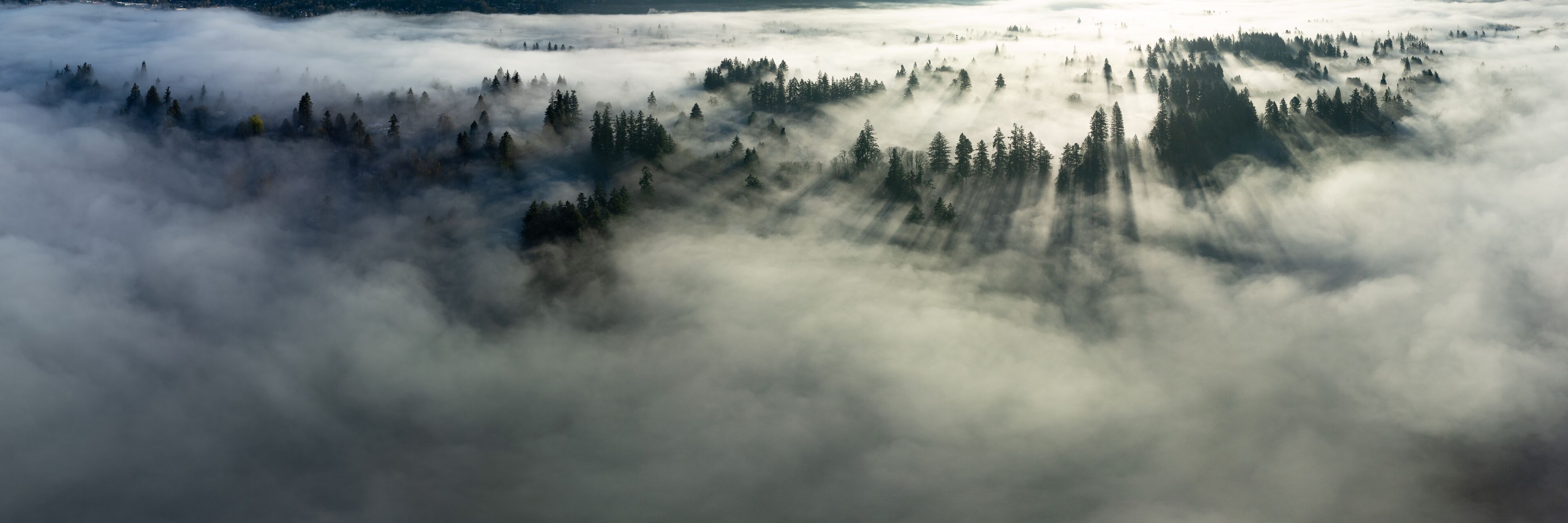 Early morning sunlight illuminates fog that has settled in the Willamette Valley in northern Oregon, not far south of Portland. The entire Pacific Northwest is known for its moist, temperate climate.