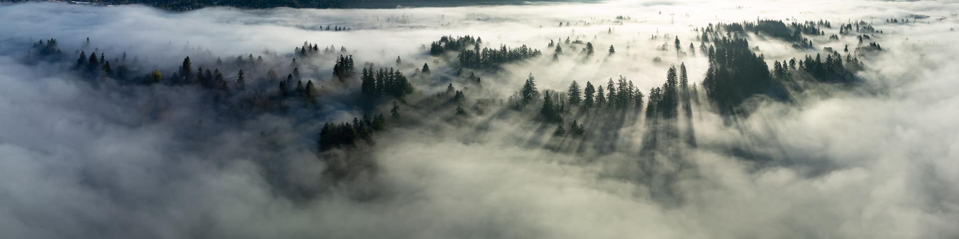 Early morning sunlight illuminates fog that has settled in the Willamette Valley in northern Oregon, not far south of Portland. The entire Pacific Northwest is known for its moist, temperate climate.