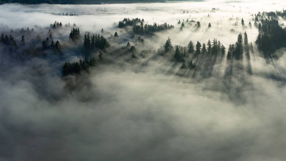 Early morning sunlight illuminates fog that has settled in the Willamette Valley in northern Oregon, not far south of Portland. The entire Pacific Northwest is known for its moist, temperate climate.