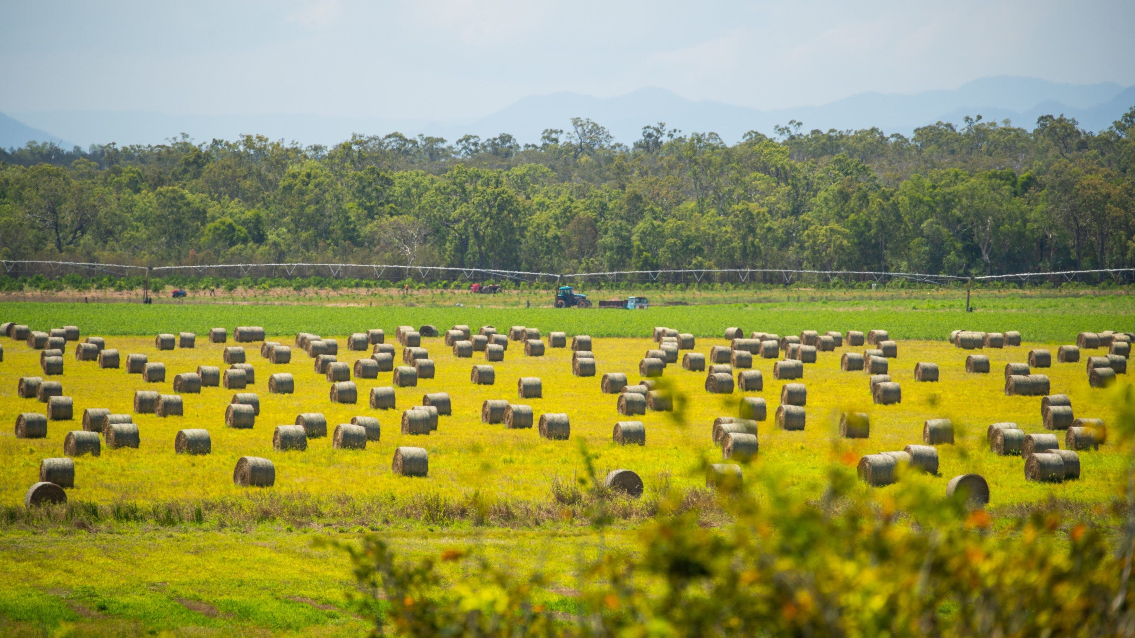 Mareeba featuring farmland