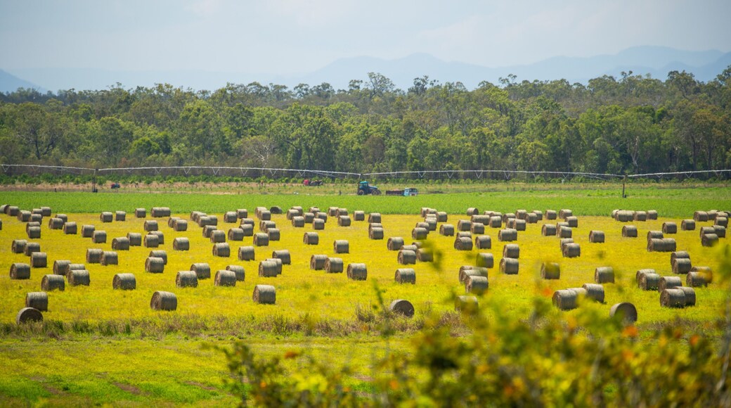 Mareeba featuring farmland