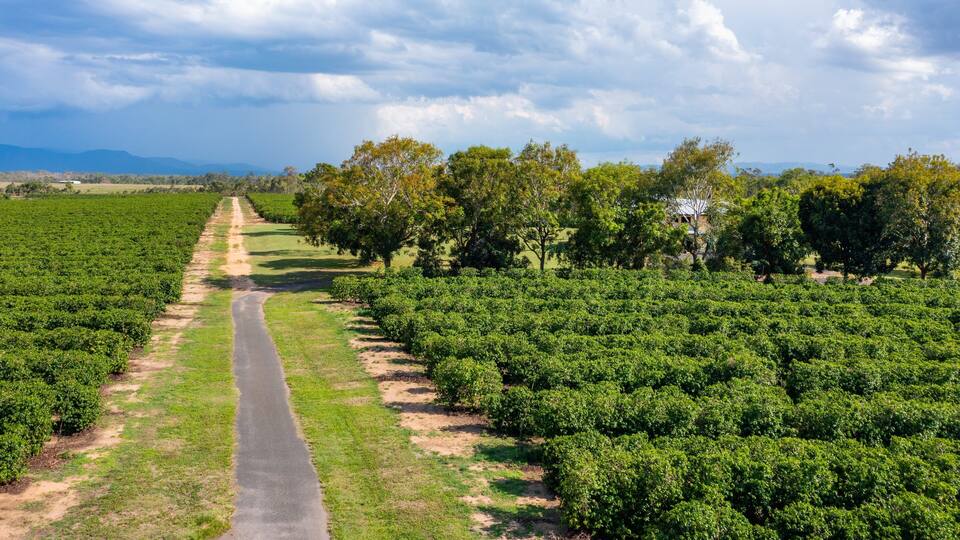 A vineyard with rows of grapevines and a dirt path leading through it.