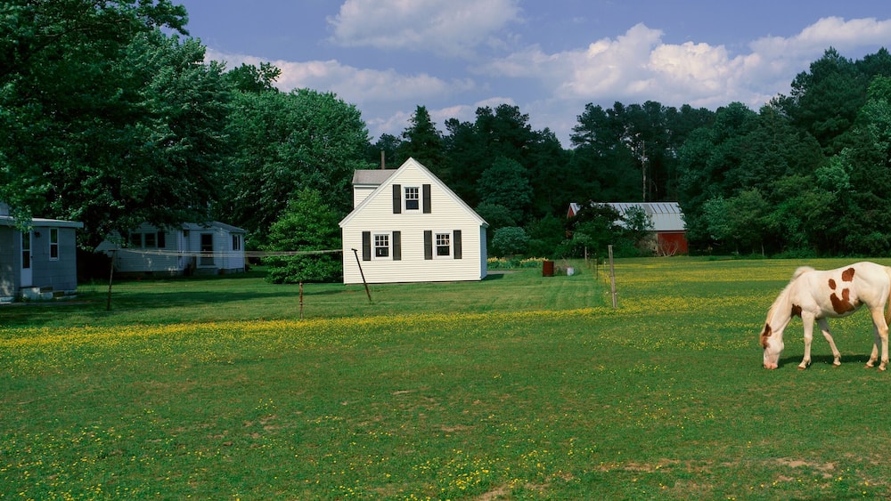 Panoramic view of horses grazing in springtime field, Eastern Shore, MD