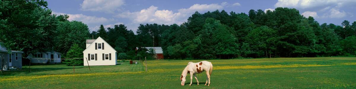 Panoramic view of horses grazing in springtime field, Eastern Shore, MD