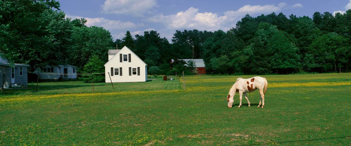 A white house, a horse grazing, and a field of yellow flowers.