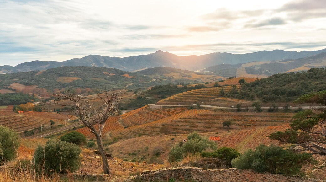 Sunset over terraced vineyards in the Languedoc-Roussillon region of southern France, showcasing rolling hills, autumn-colored vines, olive trees. Languedoc-Roussillon wines.