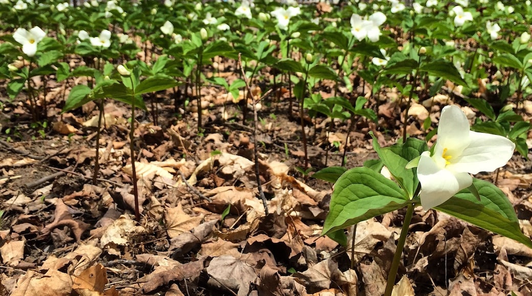 Trillions of trilliums