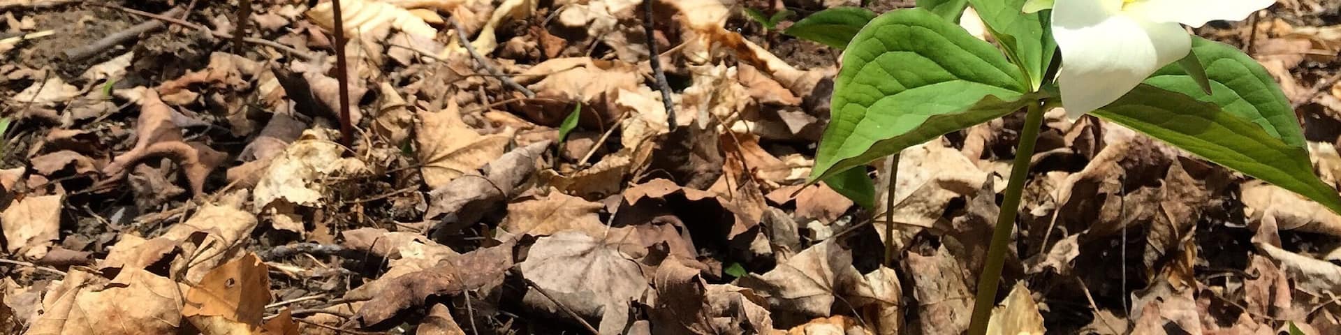 Trillions of trilliums