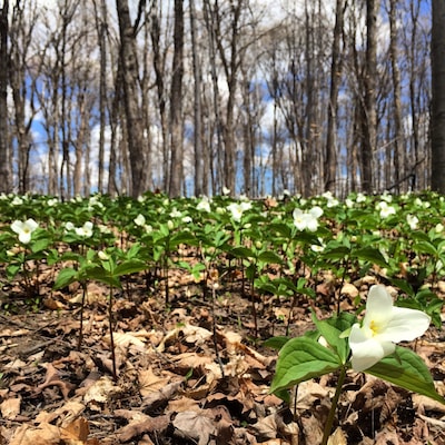Trillions of trilliums