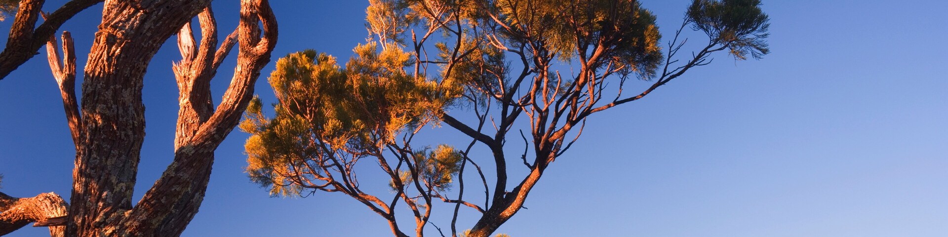 Un árbol con escasa vegetación contra un cielo azul despejado, con un paisaje montañoso al fondo.