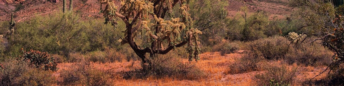 This place has great rock formations, cactus are everywhere and a great old dusty road to travel all around the area.