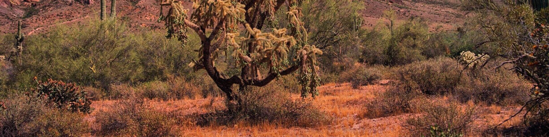 This place has great rock formations, cactus are everywhere and a great old dusty road to travel all around the area.