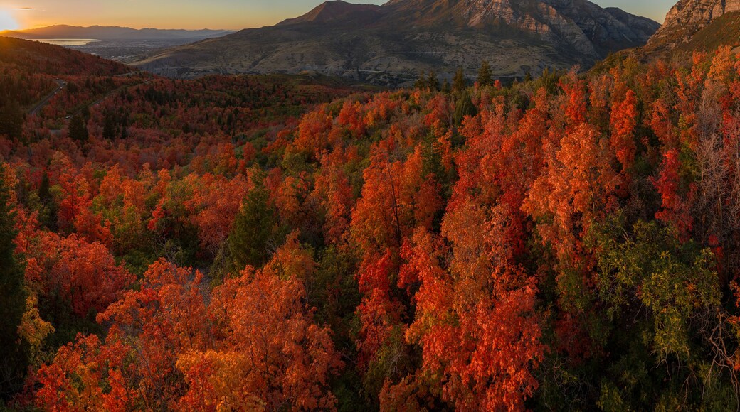 Fall Colors in Utah Mountains