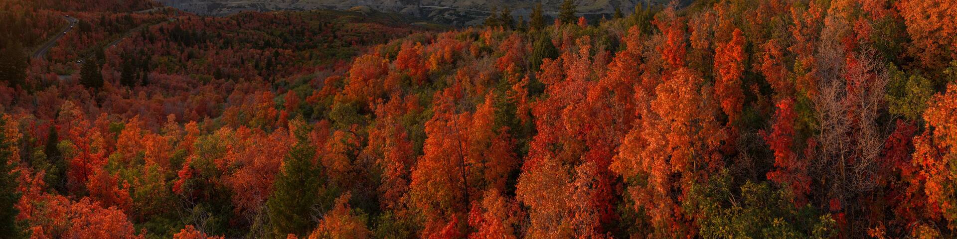 Fall Colors in Utah Mountains