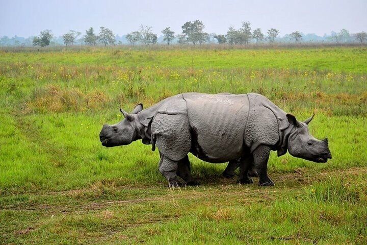 One of the few bastions of one horned Indian #rhino, #Manas is best reached from #Guwahati. If one loves the serene #wildlife environment, this is the place to spend a few days. Ideal time is winter or spring. Here, I waited for almost 40 minutes as the 2 rhinos moved around to capture this crossing over. #winterwonders #sanctuary #nationalpark
