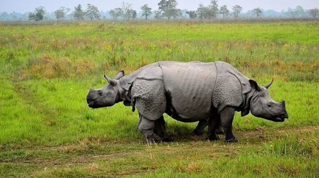 One of the few bastions of one horned Indian #rhino, #Manas is best reached from #Guwahati. If one loves the serene #wildlife environment, this is the place to spend a few days. Ideal time is winter or spring. Here, I waited for almost 40 minutes as the 2 rhinos moved around to capture this crossing over. #winterwonders #sanctuary #nationalpark