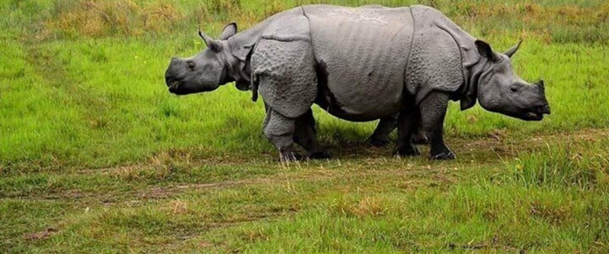 One of the few bastions of one horned Indian #rhino, #Manas is best reached from #Guwahati. If one loves the serene #wildlife environment, this is the place to spend a few days. Ideal time is winter or spring. Here, I waited for almost 40 minutes as the 2 rhinos moved around to capture this crossing over. #winterwonders #sanctuary #nationalpark