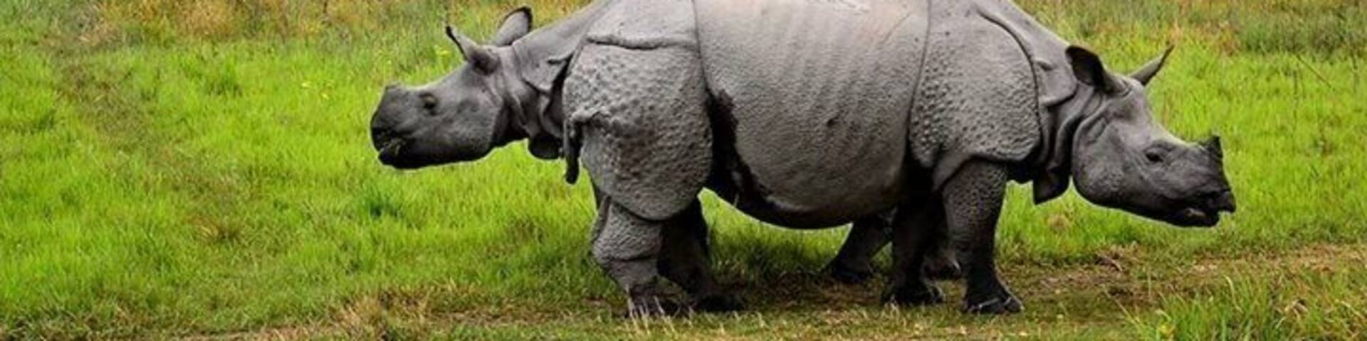 One of the few bastions of one horned Indian #rhino, #Manas is best reached from #Guwahati. If one loves the serene #wildlife environment, this is the place to spend a few days. Ideal time is winter or spring. Here, I waited for almost 40 minutes as the 2 rhinos moved around to capture this crossing over. #winterwonders #sanctuary #nationalpark