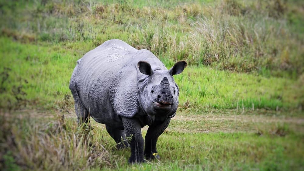 A rhinoceros in a grassy field.