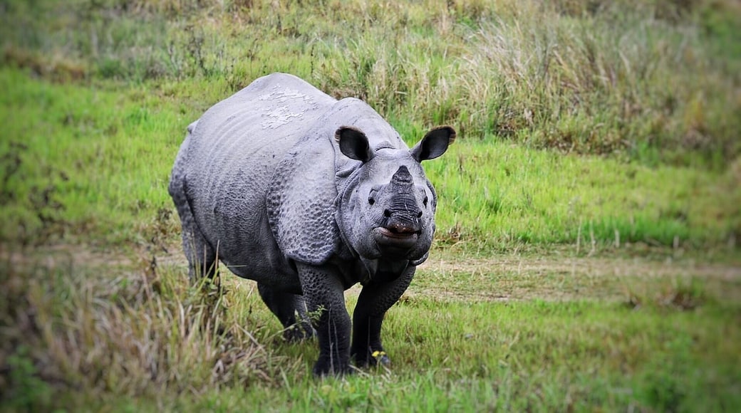 Close up with one horned #indian #rhino at #manas #nationalpark. #winterwonders