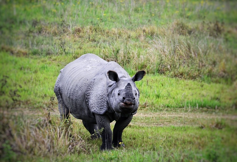 Close up with one horned #indian #rhino at #manas #nationalpark. #winterwonders