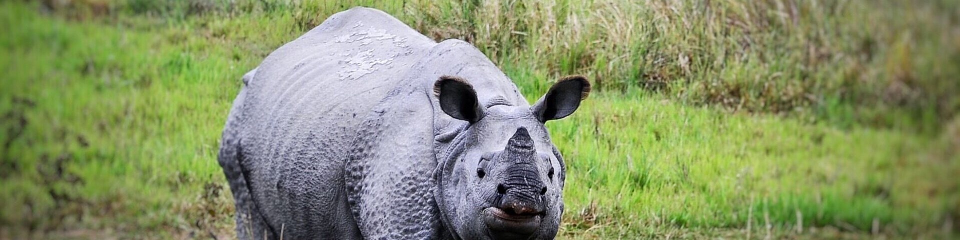 Close up with one horned #indian #rhino at #manas #nationalpark. #winterwonders