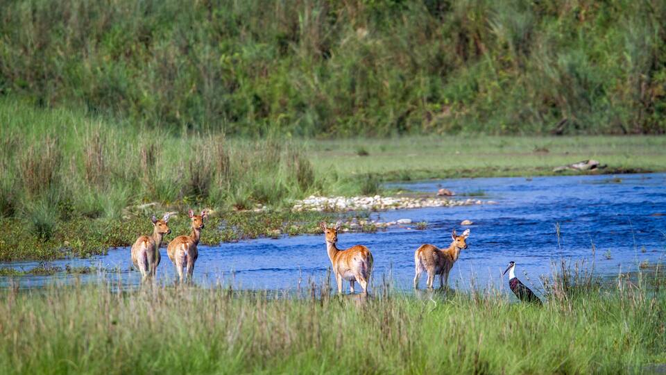 A group of deer standing in a shallow river surrounded by tall grass and trees.