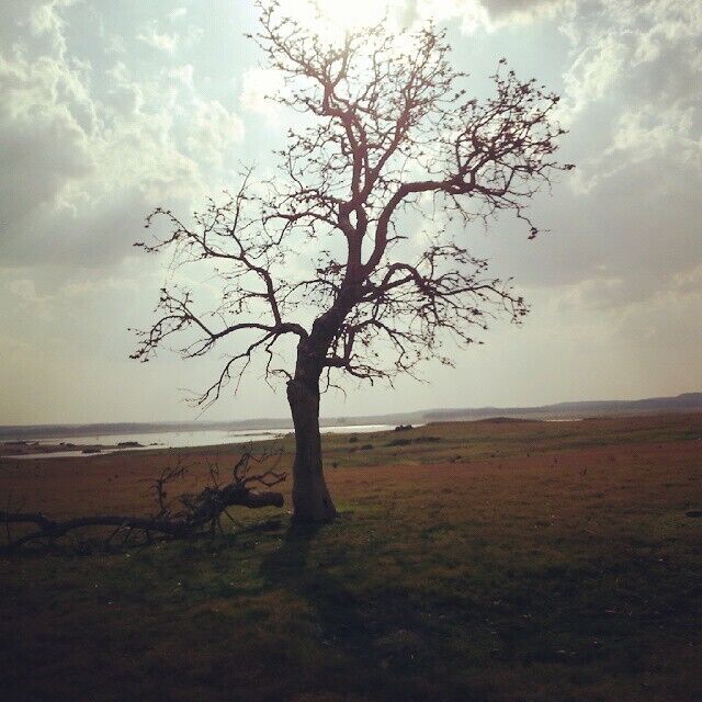 It's not always the animals in the jungle that take your breath away.. sometimes it's simple random things that look lovely when you stop to notice. P.S - this is part of a river that dried up, come the monsoon and it won't exist!  happiness #jungletime #pench #tinygoestravelling #thetinytaster #travel #igers #igtravel #instatravel #traveligram #nature #picoftheday #twitter #bestoftheday