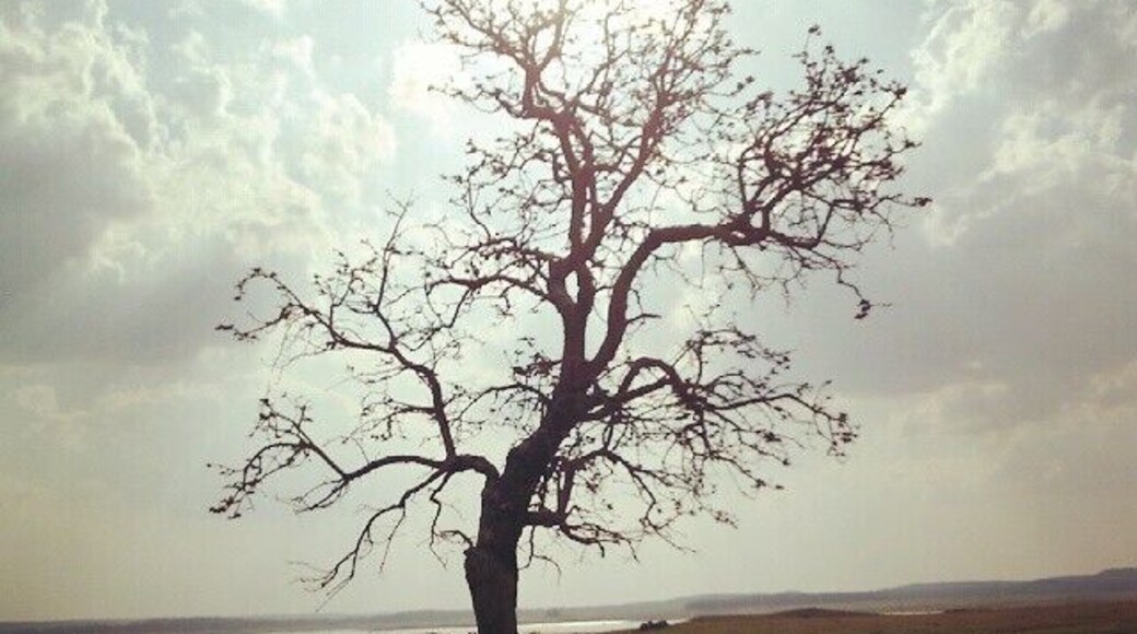 It's not always the animals in the jungle that take your breath away.. sometimes it's simple random things that look lovely when you stop to notice. P.S - this is part of a river that dried up, come the monsoon and it won't exist! happiness #jungletime #pench #tinygoestravelling #thetinytaster #travel #igers #igtravel #instatravel #traveligram #nature #picoftheday #twitter #bestoftheday