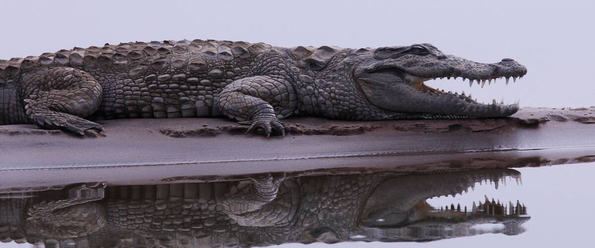 Krokodil im National Chambal Sanctuary - Indien