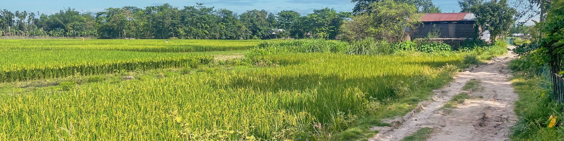 A rural landscape with a dirt path, lush green rice fields, and a distant red-roofed building.