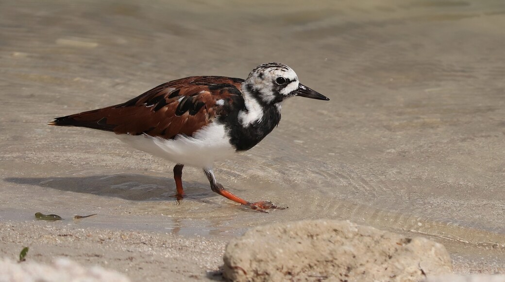 Ruddy Turnstone at the Shore Seaside Merritt Island NWR Florida