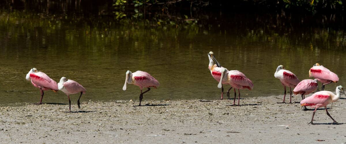 A group of pink flamingos standing on a sandy shore near a body of water.