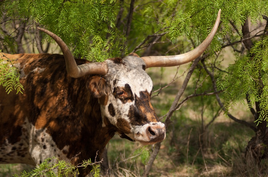 portrait of a cow