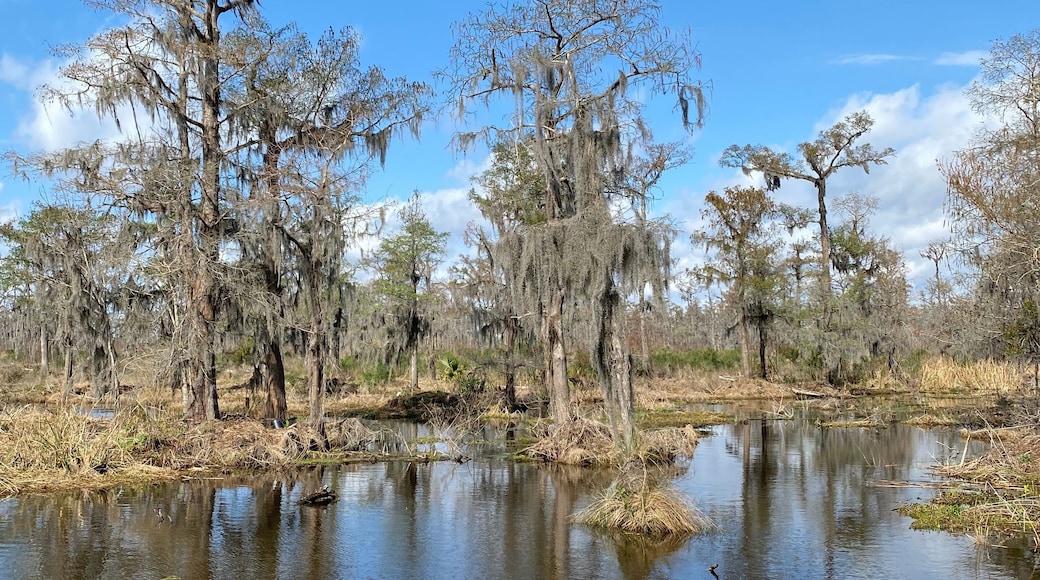 Photo of old man's beard, beard lichen, or beard moss in the bayou or wetlands of Barataria Preserve within Jean Lafitte National Historical Park and Preserve, Jefferson Parish, Louisiana USA..