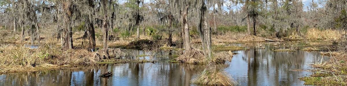 Photo of old man's beard, beard lichen, or beard moss in the bayou or wetlands of Barataria Preserve within Jean Lafitte National Historical Park and Preserve, Jefferson Parish, Louisiana USA..