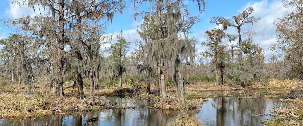 Photo of old man's beard, beard lichen, or beard moss in the bayou or wetlands of Barataria Preserve within Jean Lafitte National Historical Park and Preserve, Jefferson Parish, Louisiana USA..