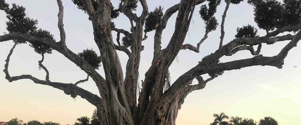 This old Banyan tree has seen a round or two of golf! Beautiful.