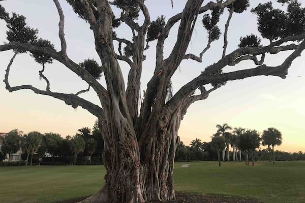 This old Banyan tree has seen a round or two of golf! Beautiful.