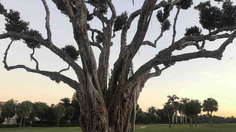 This old Banyan tree has seen a round or two of golf! Beautiful.
