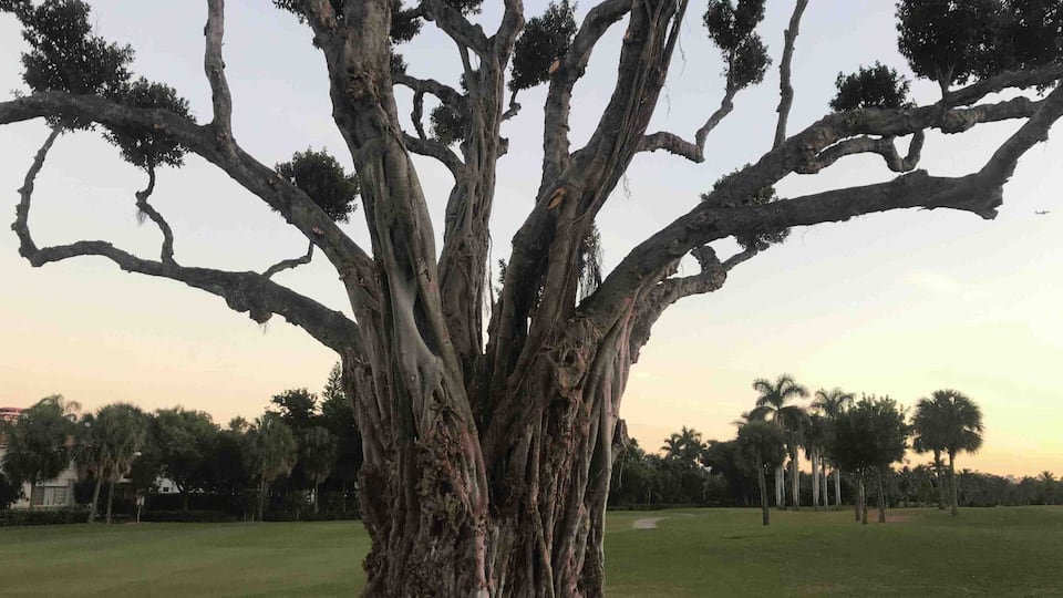 This old Banyan tree has seen a round or two of golf! Beautiful.
