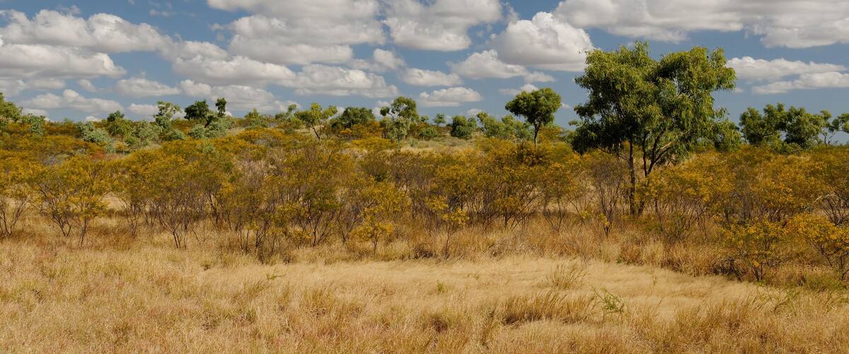 A savanna landscape with scattered trees and dry grass under a partly cloudy sky.