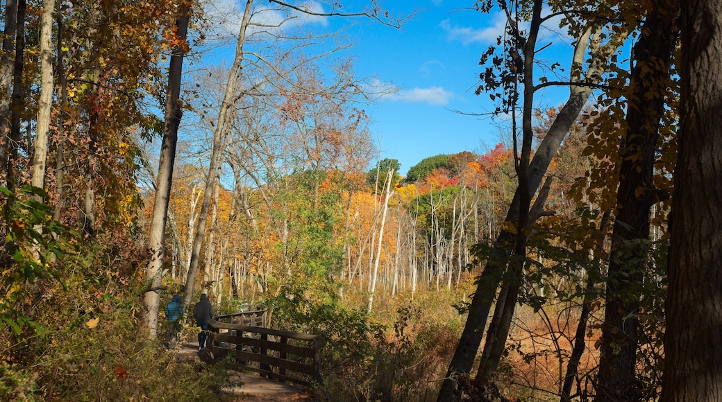 Scenic path along the valley floor amid autumn colors in Rocky River Reservation, part of the Greater Cleveland Ohio metro parks system