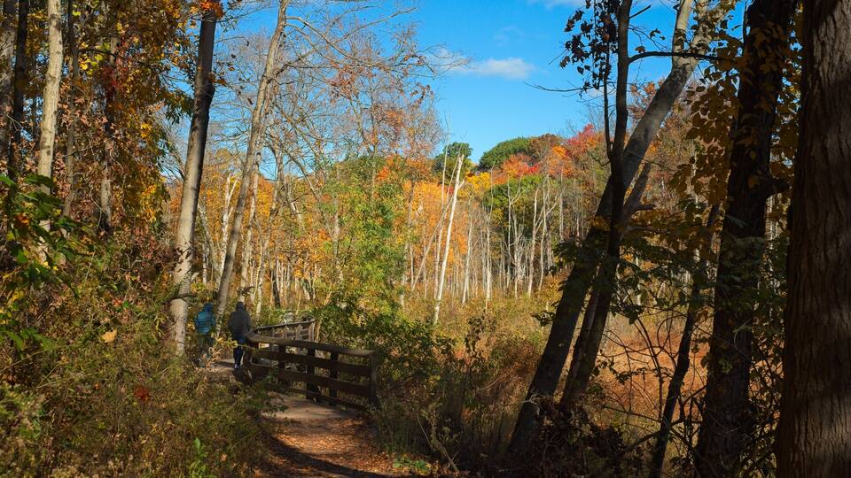 A forested path with a wooden bridge, surrounded by trees with autumn foliage.