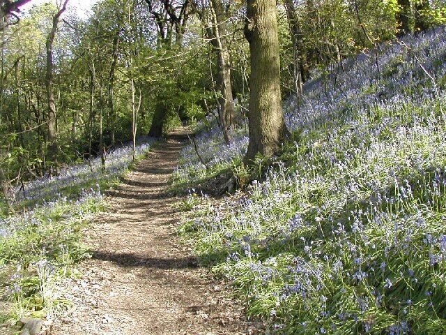 Bluebells on Woodhouse Ridge. Woodhouse Ridge is a lovely oasis of tranquillity, which turns blue once a year.