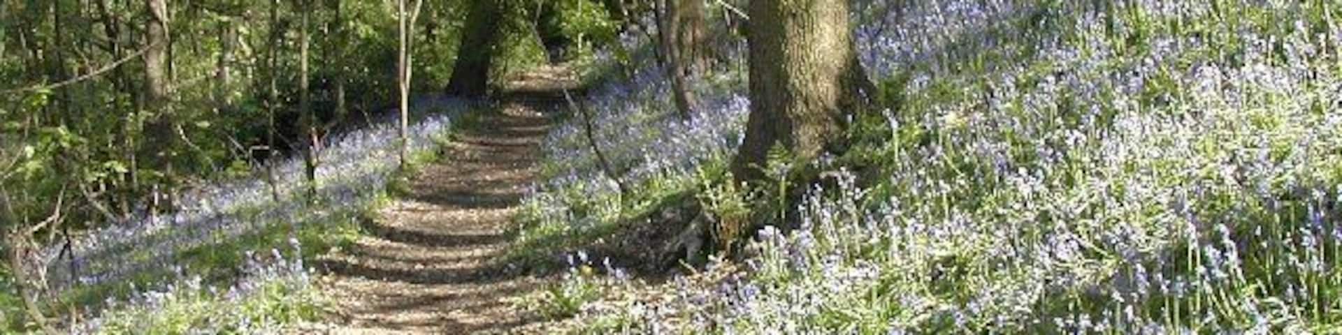 Bluebells on Woodhouse Ridge. Woodhouse Ridge is a lovely oasis of tranquillity, which turns blue once a year.