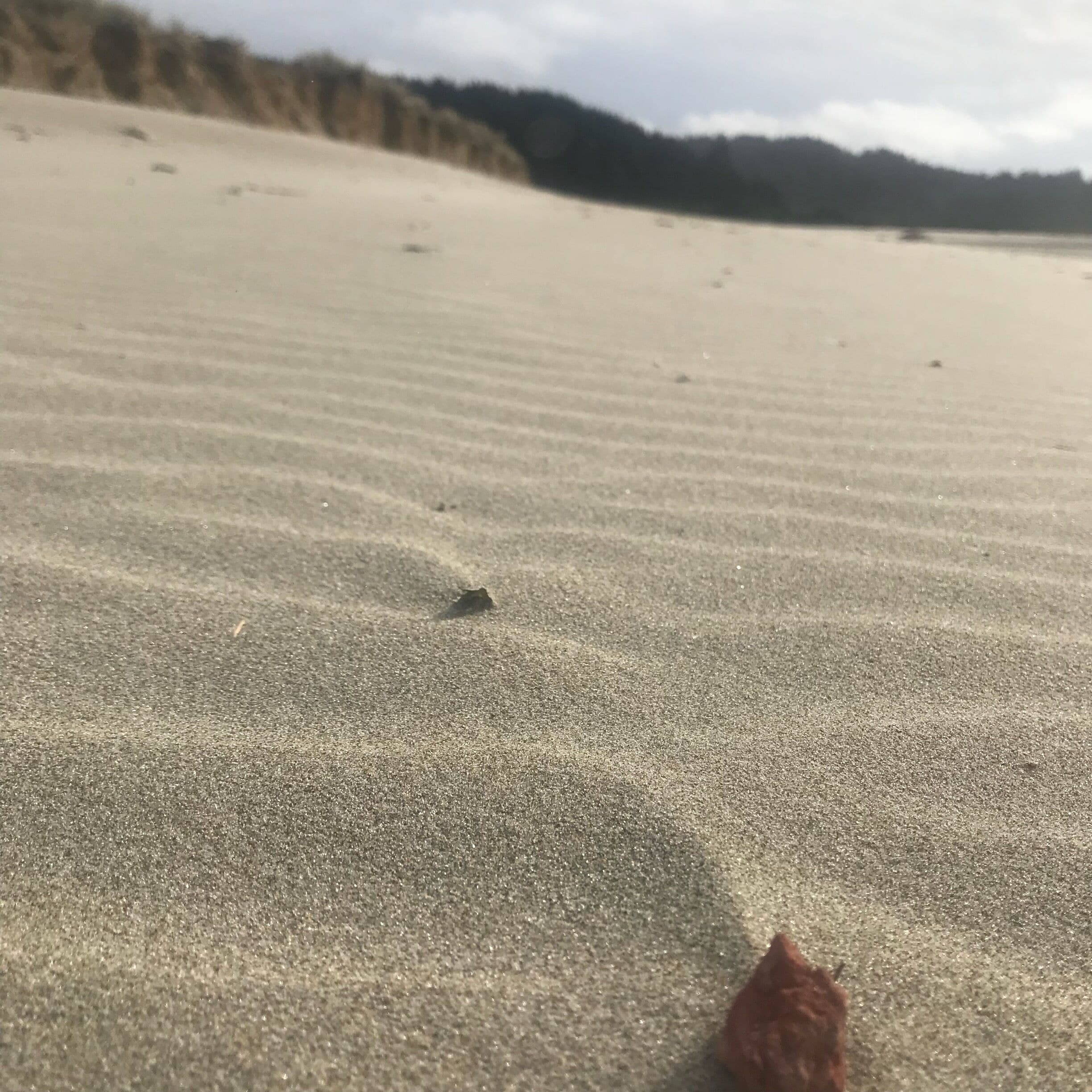 Amazing beaches in the PNW 😍